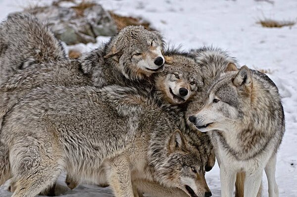 Fotográfia Timber Wolf Pack, Copyright Michael Cummings, (40 x 26.7 cm)
