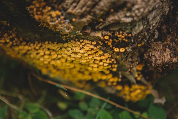 Fotográfia Tiny mushroom fungus, Annie Otzen, (40 x 26.7 cm)