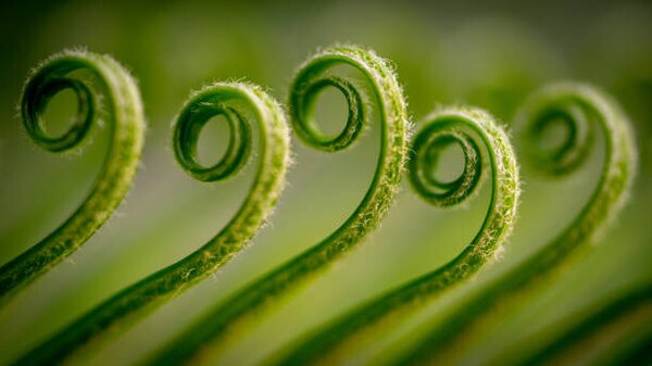 Művészeti fotózás Close-up of fern,Gujranwala,Punjab,Pakistan, Umair Zia / 500px, (40 x 22.5 cm)