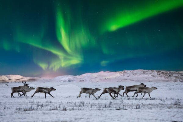 Művészeti fotózás Wild reindeer on the tundra on, Anton Petrus, (40 x 26.7 cm)