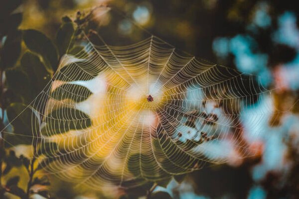 Fotográfia Low angle view of spider on web, Cavan Images, (40 x 26.7 cm)
