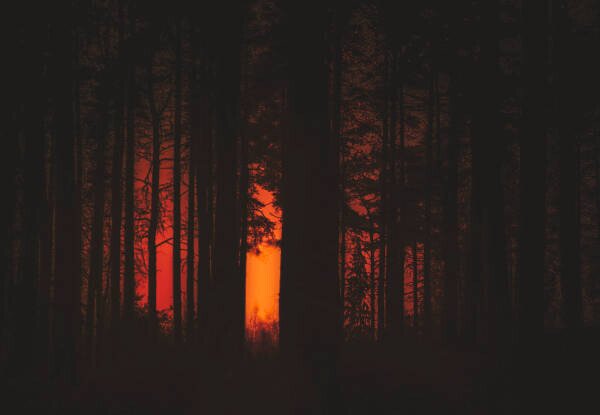 Fotográfia Forest Fire, Milamai, (40 x 26.7 cm)