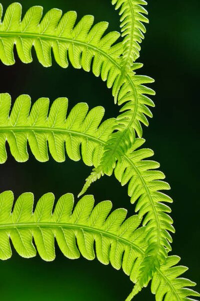 Művészeti fotózás Fresh green fern leaves. Macrophotography, Vlad Antonov, (26.7 x 40 cm)