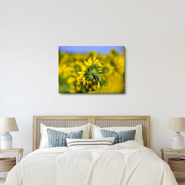 Napraforgó képe (70x50 cm)