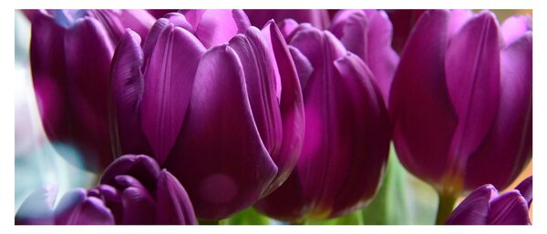 Tulipán képe (120x50 cm)