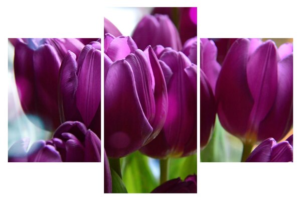 Tulipán képe (90x60 cm)