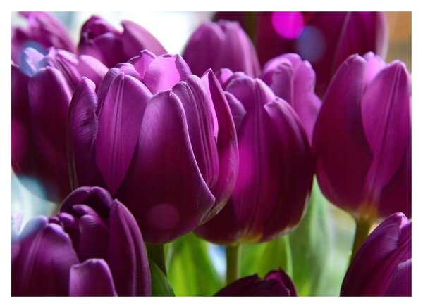 Tulipán képe (70x50 cm)