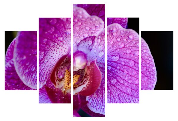 Részletes kép az orchidea virágról (150x105 cm)