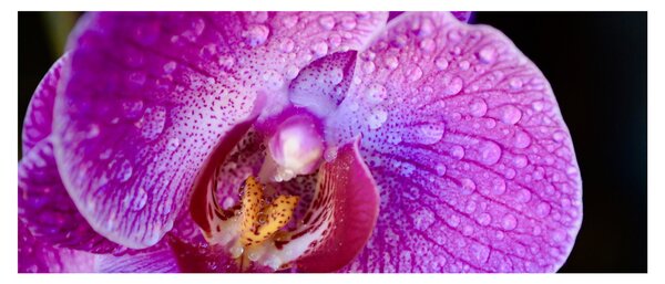 Részletes kép az orchidea virágról (120x50 cm)