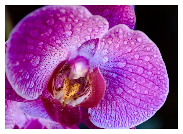 Részletes kép az orchidea virágról (70x50 cm)