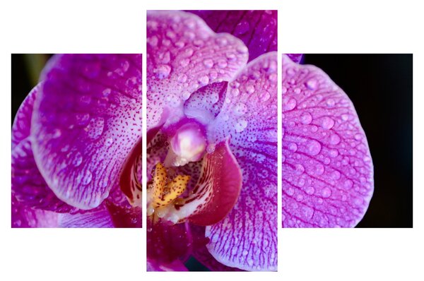 Részletes kép az orchidea virágról (90x60 cm)