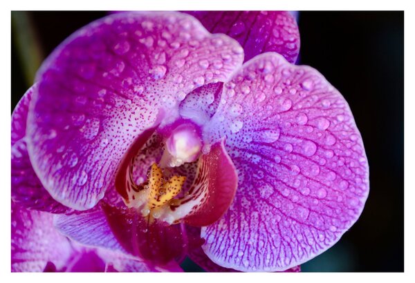 Részletes kép az orchidea virágról (90x60 cm)