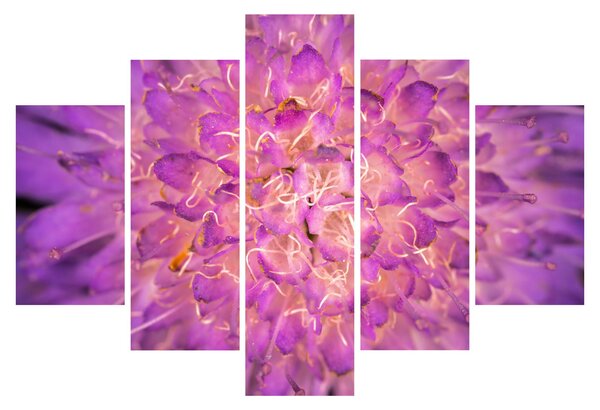 Részletes virágkép (150x105 cm)