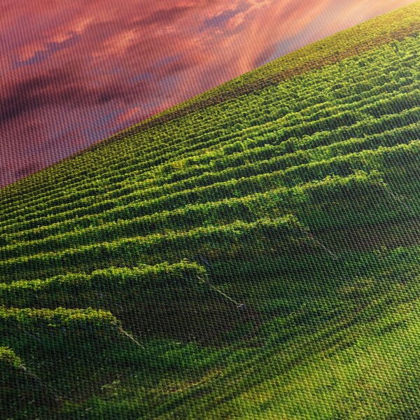 Szőlőskert és a színes égbolt képe (70x50 cm)
