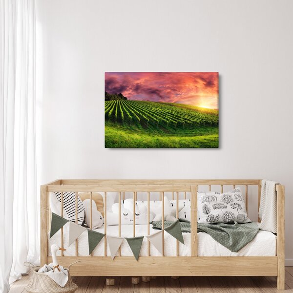 Szőlőskert és a színes égbolt képe (90x60 cm)