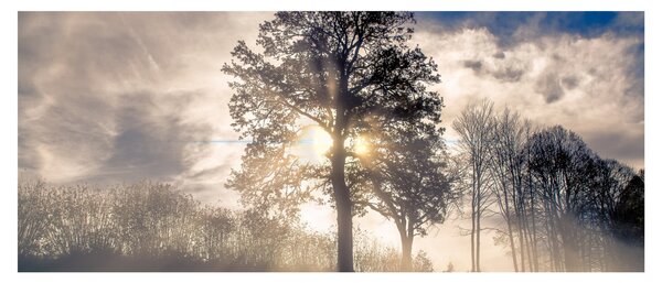Fa a ködben képe (120x50 cm)