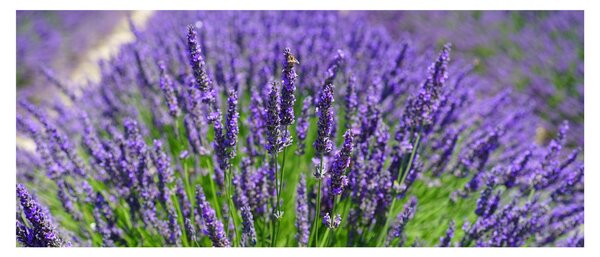 Kép - levandula (120x50 cm)