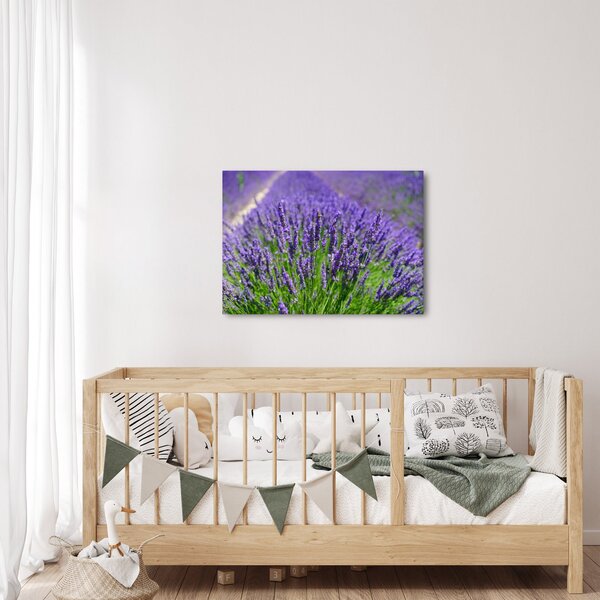 Kép - levandula (70x50 cm)
