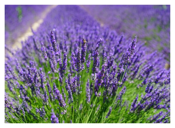 Kép - levandula (70x50 cm)