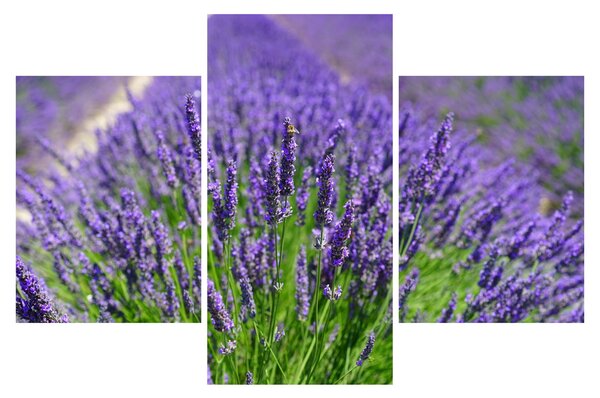 Kép - levandula (90x60 cm)