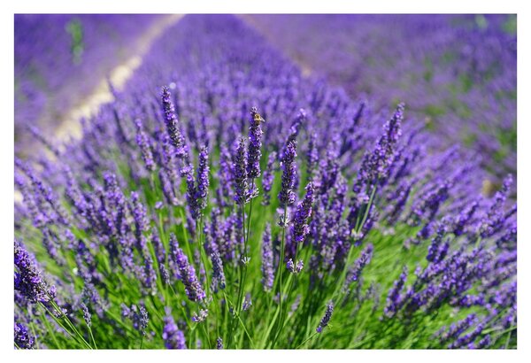 Kép - levandula (90x60 cm)