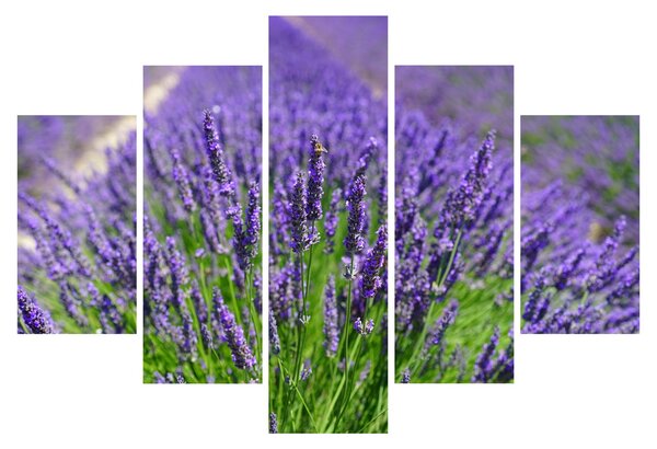 Kép - levandula (150x105 cm)