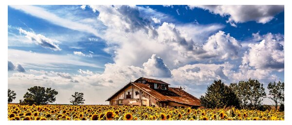 Napraforgó mező képe (120x50 cm)