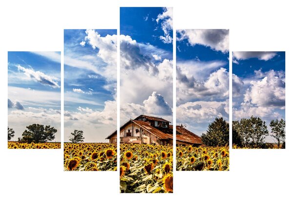 Napraforgó mező képe (150x105 cm)