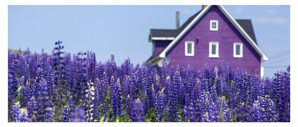 Levandula mező képe (120x50 cm)
