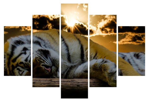 Alvó tigris képe (150x105 cm)