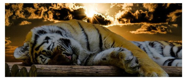 Alvó tigris képe (120x50 cm)