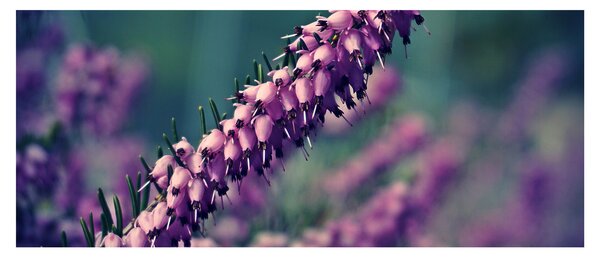 Levandula képe (120x50 cm)