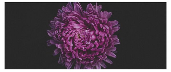 Lila virág képe (120x50 cm)