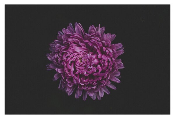 Lila virág képe (90x60 cm)