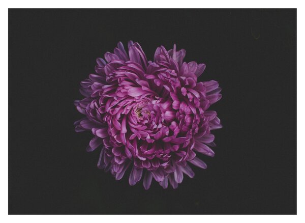 Lila virág képe (70x50 cm)