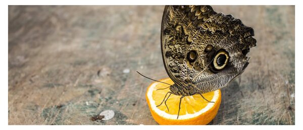 Pillangó képe (120x50 cm)