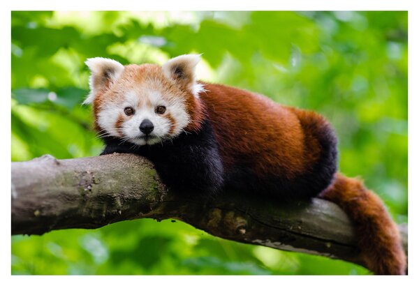 A vörös panda képe (90x60 cm)