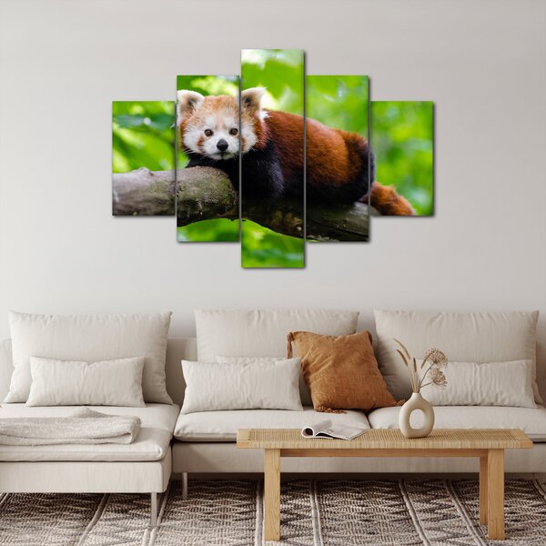 A vörös panda képe (150x105 cm)