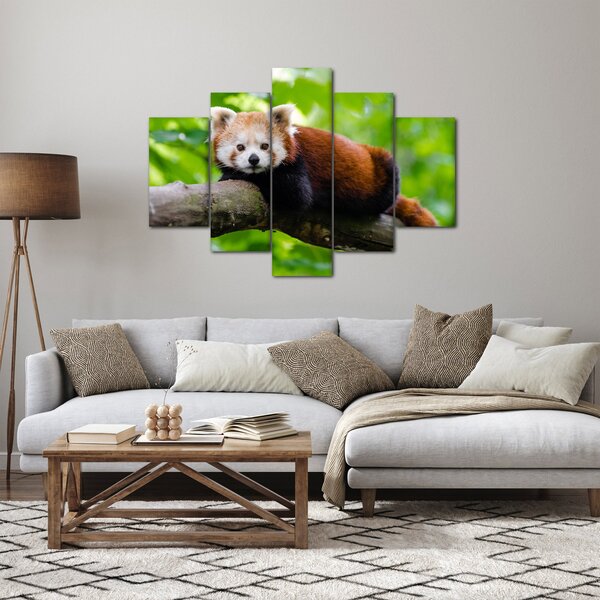 A vörös panda képe (150x105 cm)
