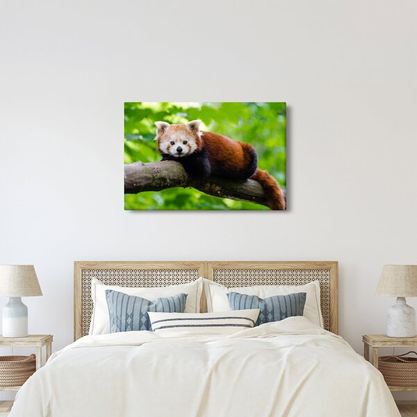 A vörös panda képe (90x60 cm)