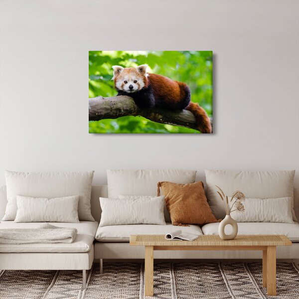 A vörös panda képe (90x60 cm)