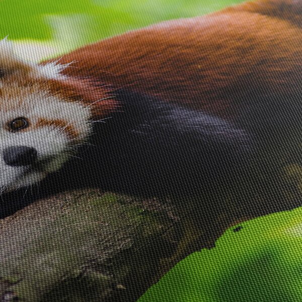 A vörös panda képe (90x60 cm)
