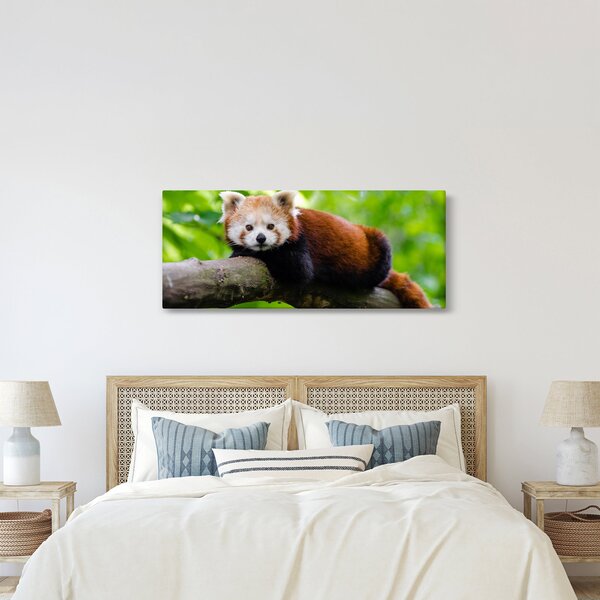 A vörös panda képe (120x50 cm)