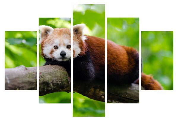A vörös panda képe (150x105 cm)