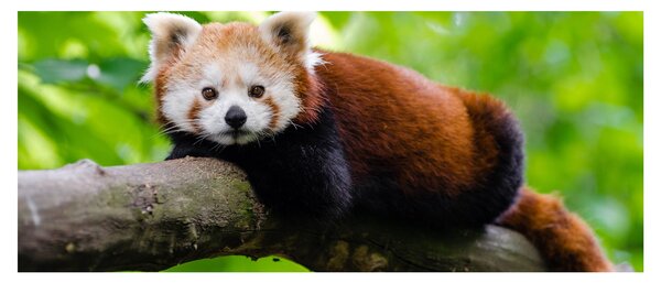 A vörös panda képe (120x50 cm)