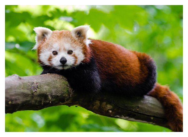 A vörös panda képe (70x50 cm)