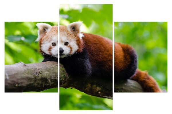 A vörös panda képe (90x60 cm)