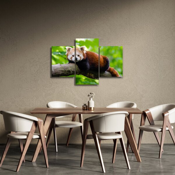 A vörös panda képe (90x60 cm)