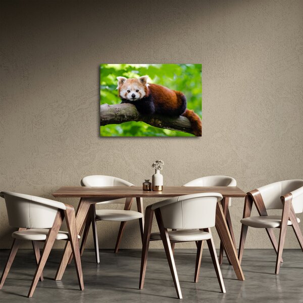 A vörös panda képe (70x50 cm)
