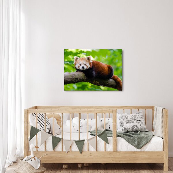 A vörös panda képe (70x50 cm)